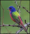 _6SB2879 painted bunting